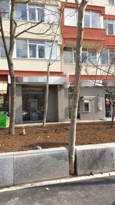 Mai mulți arbori din București au fost betonați sau prinși între borduri