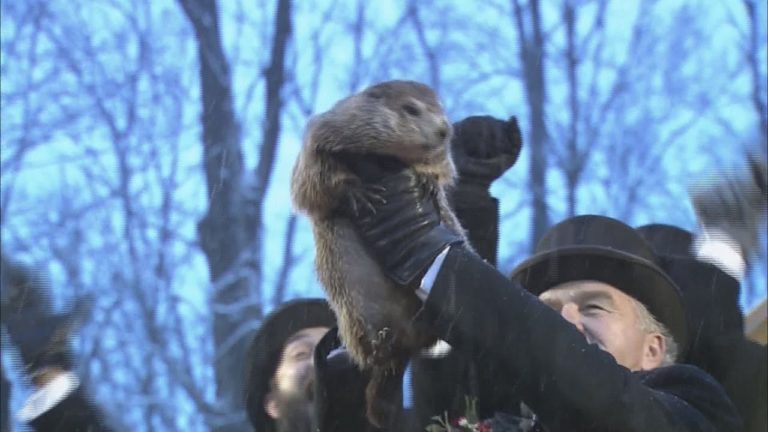 Celebra marmotă Phil a prezis că primăvara va veni mai devreme