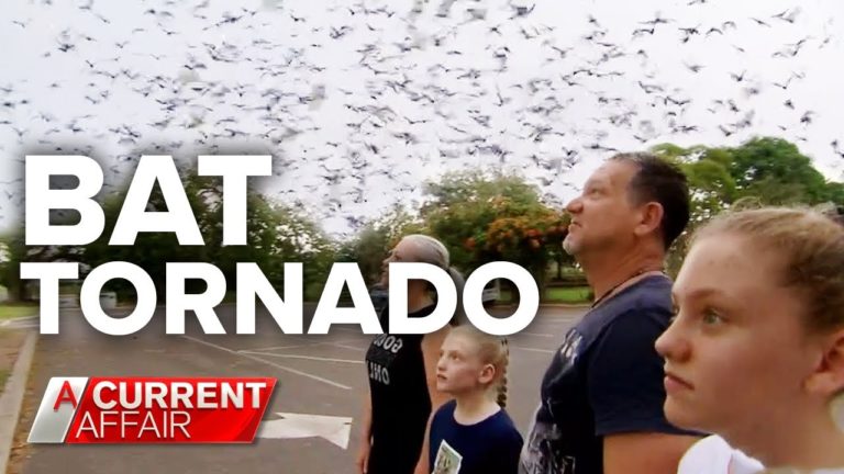Australia: „Tornadă de lilieci” în Queensland