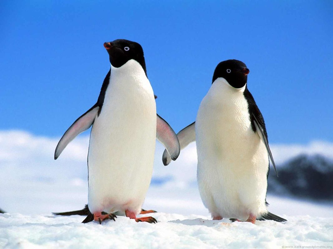 Pinguinii din Antarctica pe cale de dispariție