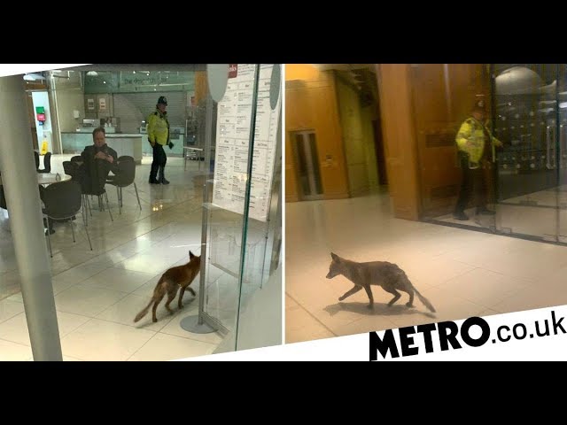 O vulpe a pătruns în Parlamentul Marii Britanii și s-a plimbat trei etaje