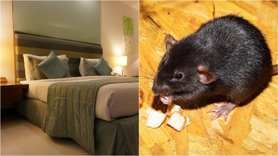 Un bărbat s-a folosit de șobolani pentru a se caza gratuit la hoteluri