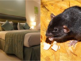 Un bărbat s-a folosit de șobolani pentru a se caza gratuit la hoteluri