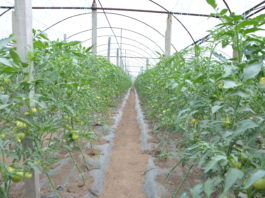 În 2018, valoarea ajutorului de minims pentru cultivatorii de tomate a fost de 3.000 euro/beneficiar.