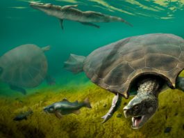 Cea mai mare broască țestoasă din lume era cât o mașină
