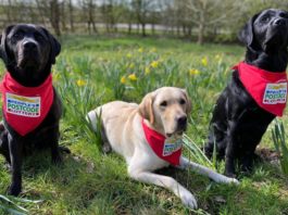 O asociație din Marea Britanie dresează câini pentru a depista COVID-19