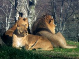 Animalele de la grădina zoologică Novara din Italia pot rămâne fără hrană