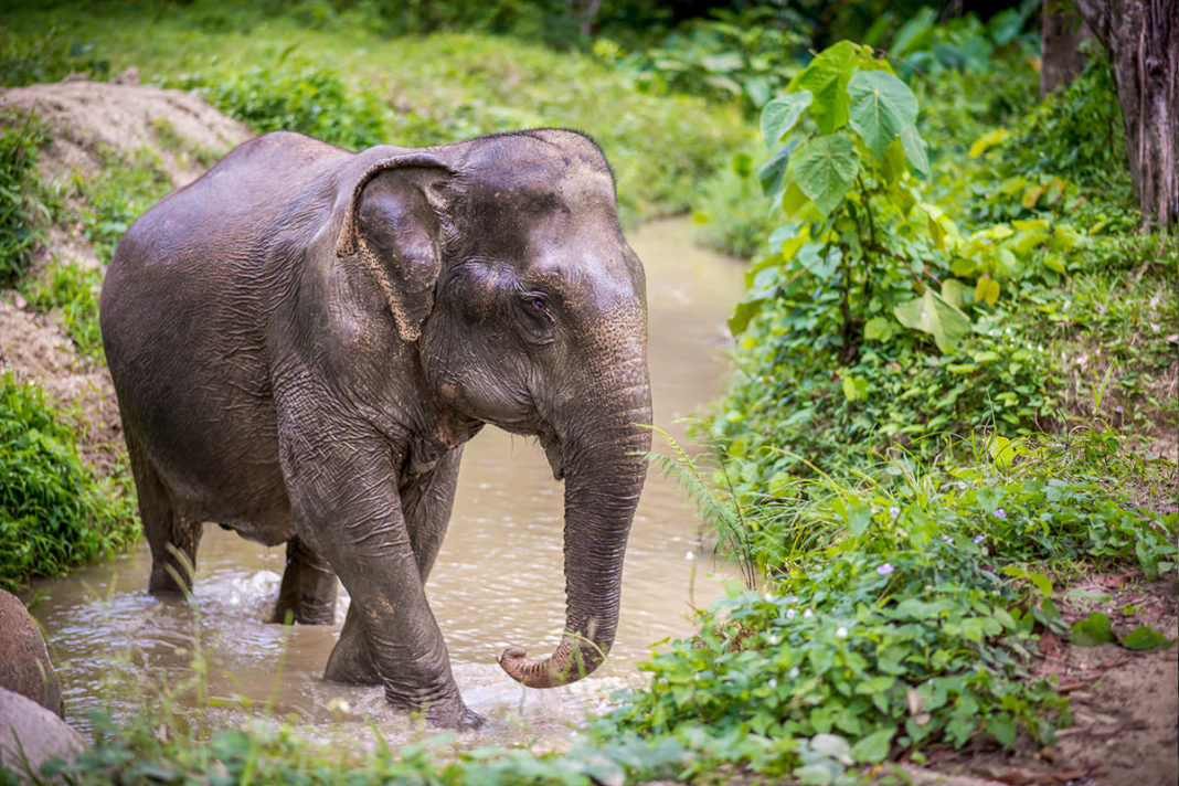 Elefanții din Thailanda au fost „eliberați“ de scaunele grele pentru turiști