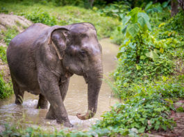 Elefanții din Thailanda au fost „eliberați“ de scaunele grele pentru turiști