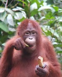 Un urangutan le arată oamenilor tehnica spălatului corect pe mâini