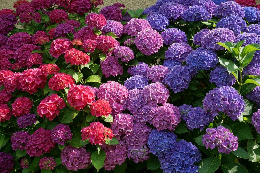 Hortensia este una dintre cele mai spectaculoase plante de grădină