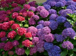 Hortensia este una dintre cele mai spectaculoase plante de grădină