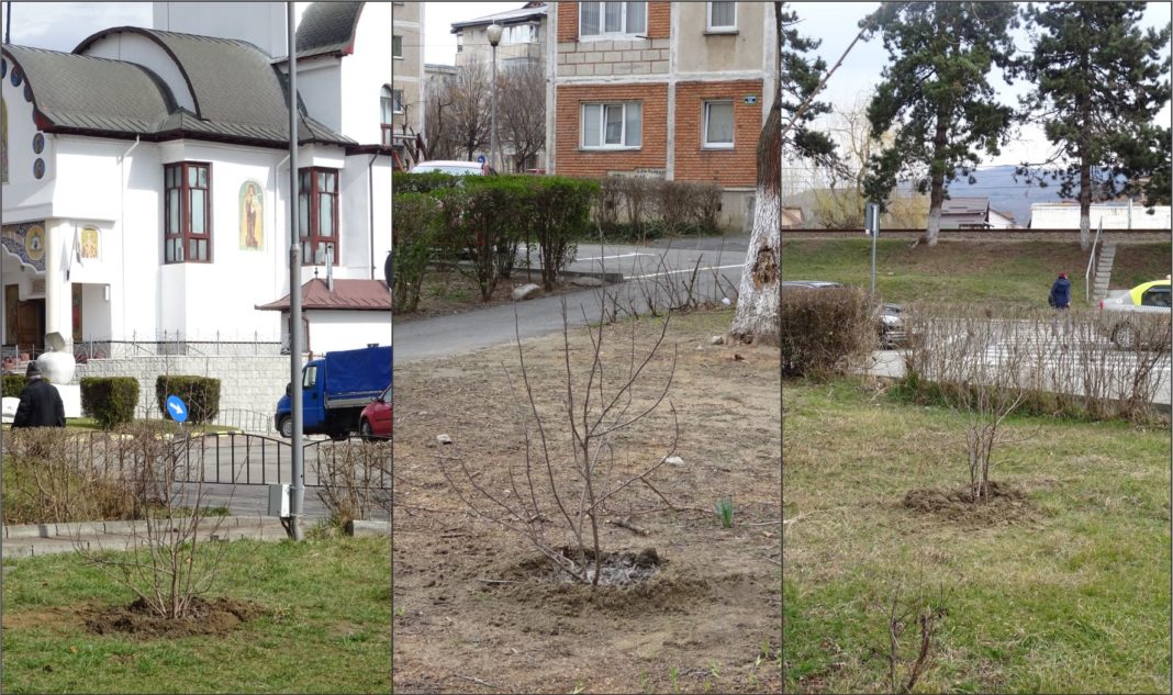 Aproape 50 de arbori de magnolie au început să fie plantaţi