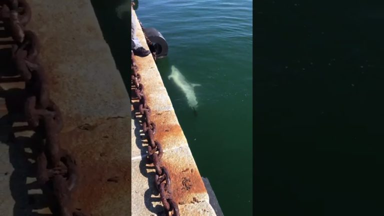 Natura este readusă la viață de către delfinii care s-au întors în Italia