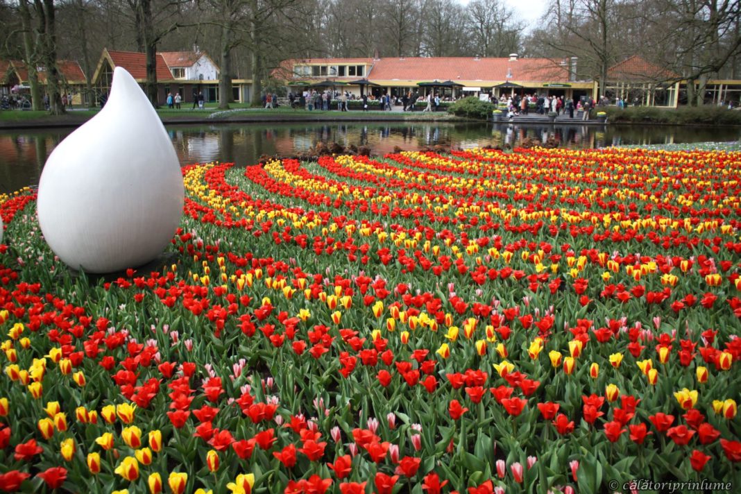 piata de flori, olanda