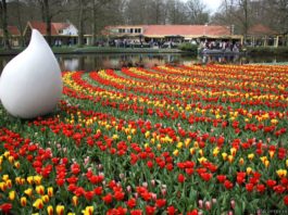 piata de flori, olanda