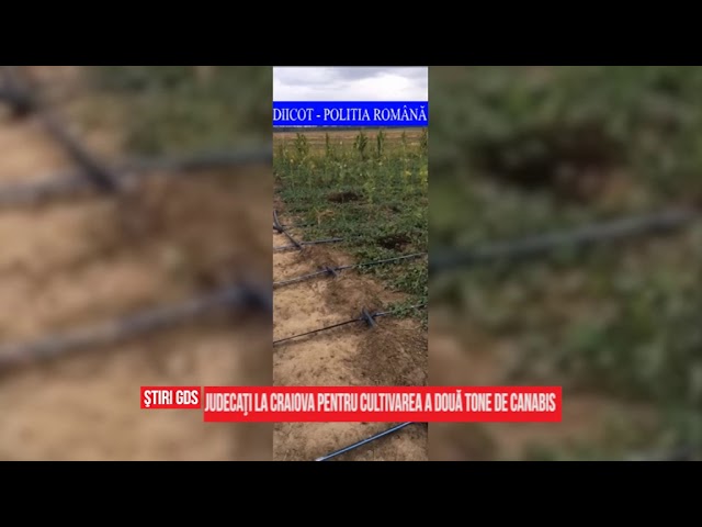 Judecaţi la Craiova pentru cultivarea a două tone de canabis