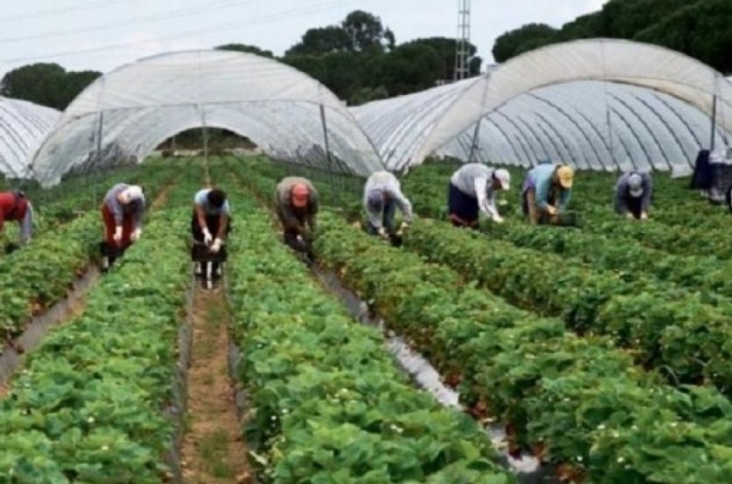 În plină pandemie, Germania va permite muncitorilor străini să intre în ţară şi să ajute la recoltatul fructelor şi legumelor