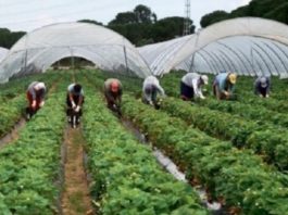 În plină pandemie, Germania va permite muncitorilor străini să intre în ţară şi să ajute la recoltatul fructelor şi legumelor