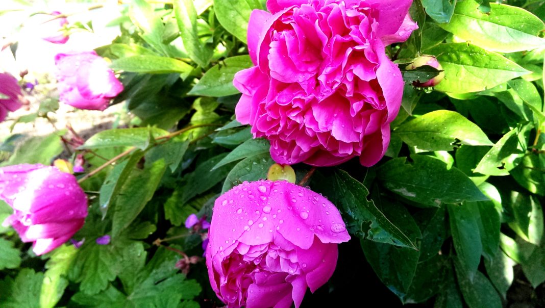 Bujorul, floarea ce înnobilează luna mai