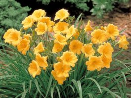 Hemerocallis, o floare frumoasă și nepretențioasă