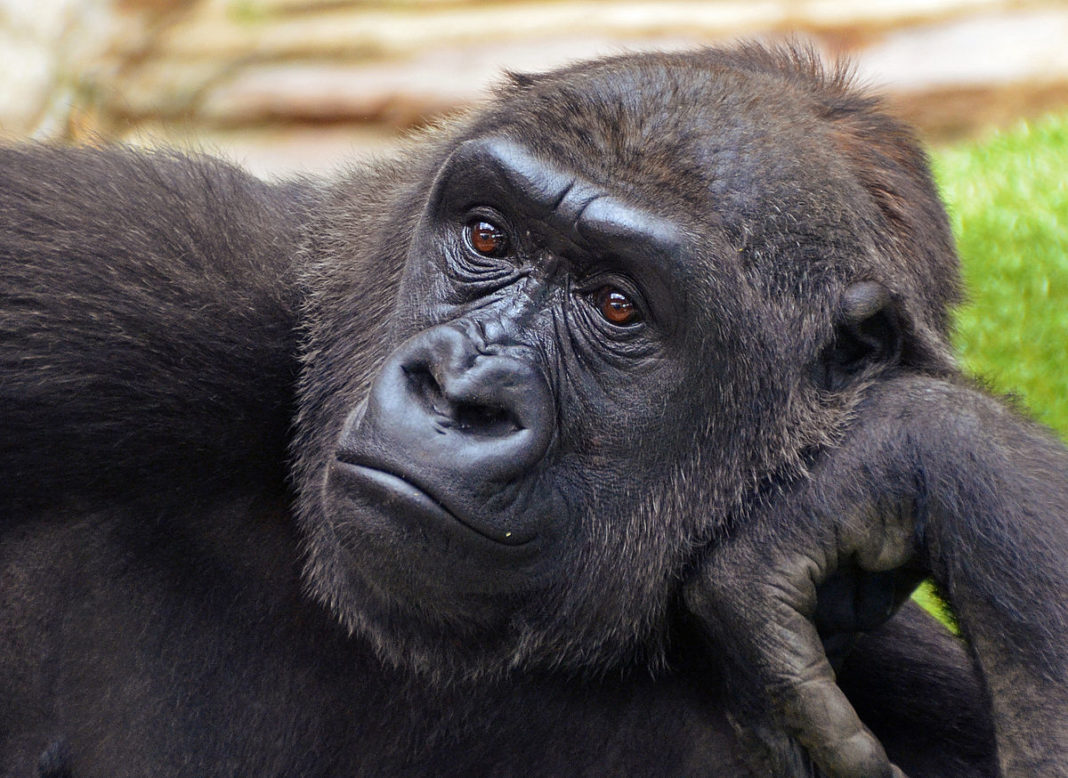 Ca să nu fie deprimate, animăluțele de la zoo se uită la desene animate