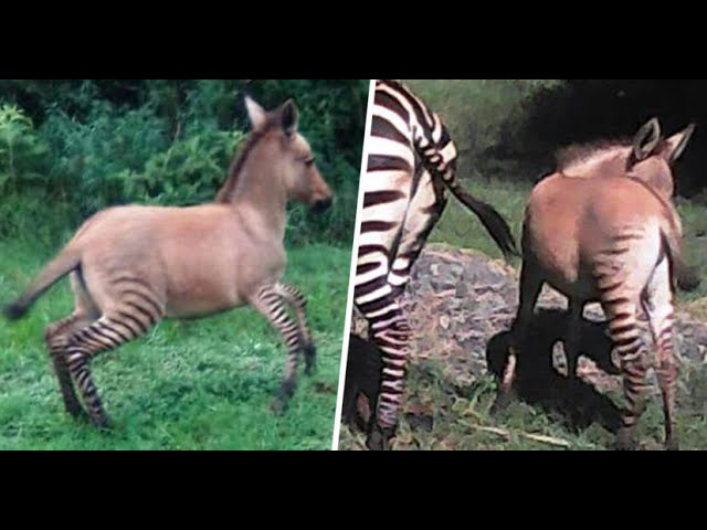 Rezultatul împerecherii dintre zebră şi măgar – un zonkey