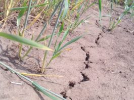 Fermieri din zonele nisipoase au raportat la Direcția Agricolă Dolj că au suprafeșe cu culturi afectate de secetă