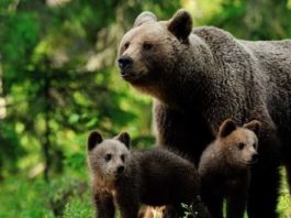 Momente de panică într-un sat din Harghita, provocate de o ursoaică şi puii ei