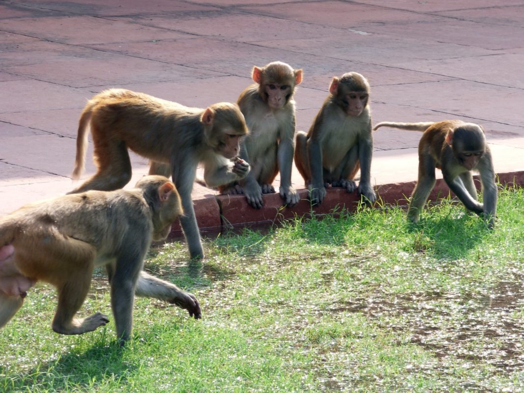 Maimuțe din India au furat probe de sânge recoltate de la pacienți infectați cu coronavirus