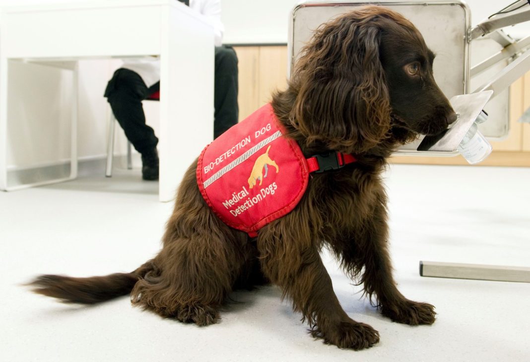 Câini antrenaţi în Franţa pentru a depista pacienţii cu Covid-19
