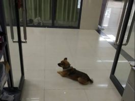 Un căţel loial şi-a aşteptat stăpânul decedat tmp de trei luni pe holul spitalului din Wuhan