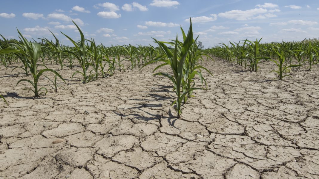 Ministrul agriculturii: Suprafața calamitată de secetă este de 1,1 milioane hectare