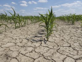 Ministrul agriculturii: Suprafața calamitată de secetă este de 1,1 milioane hectare