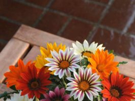 Gazania, floarea comoară