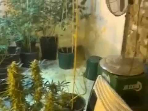 Cultivator de canabis, sub control judiciar
