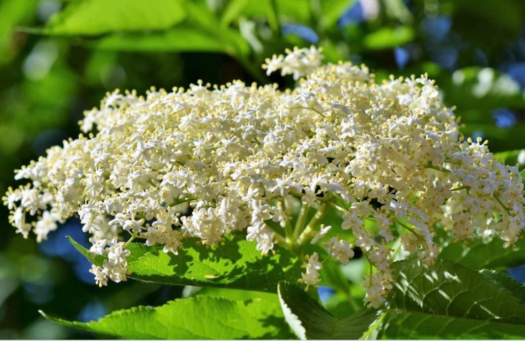Socul este o adevărată minune a naturii