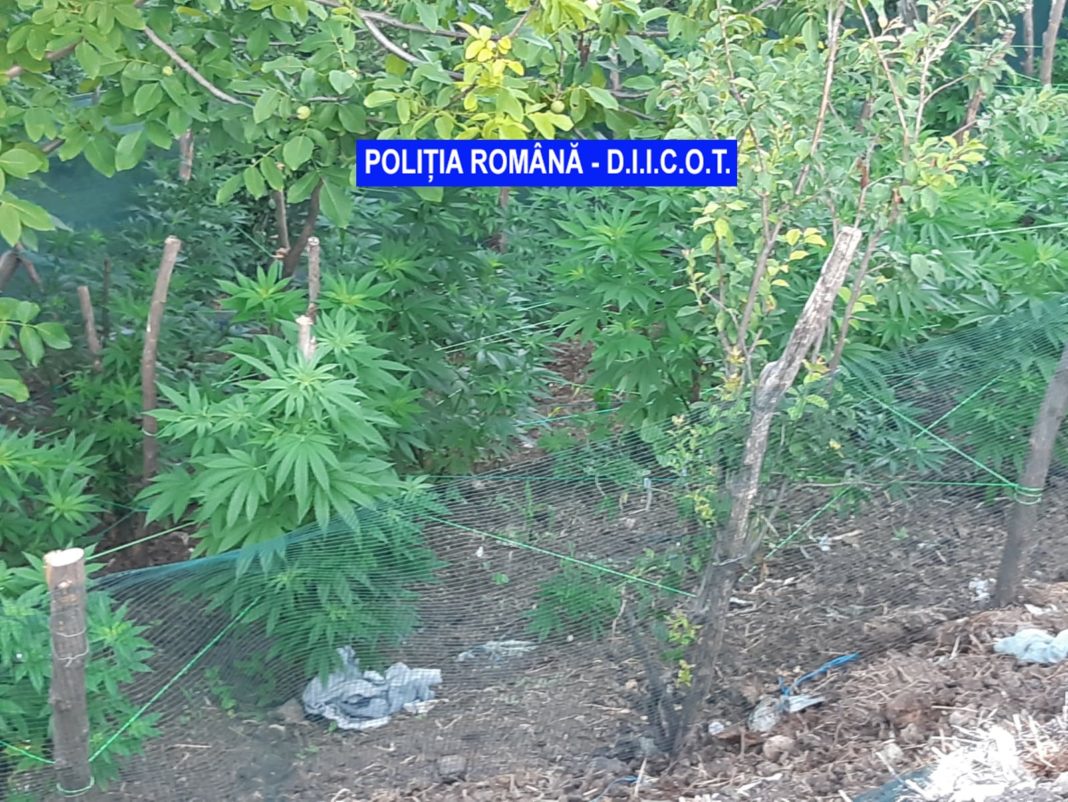 Cultura de cannabis descoperită de polițiștii mehedințeni