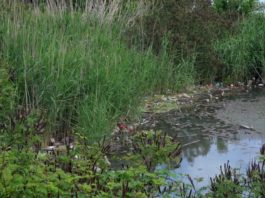 Bariera are rolul de a orpi deşeurile care sunt în apele râului Jiu