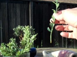 Tehnici de înmulţire a plantelor