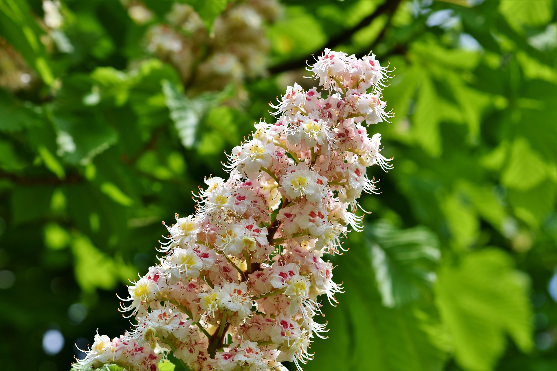 floare de castan de la varico