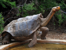 Celebra țestoasă care a reușit să-și salveze specia de la dispariție se pensionează