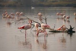 Premieră în România. Zece exemplare de păsări Flamingo au ajuns în Delta Dunării