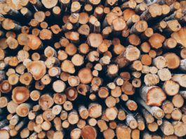 Gorj: Furt de lemne de la Ocolul Silvic Polovragi