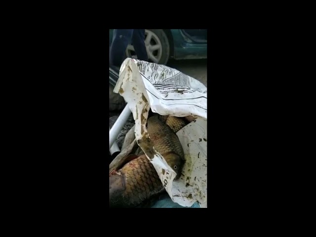 Doi vâlceni au rămas şi fără maşină şi fără peştele prins. Ei sunt cercetaţi pentru braconaj