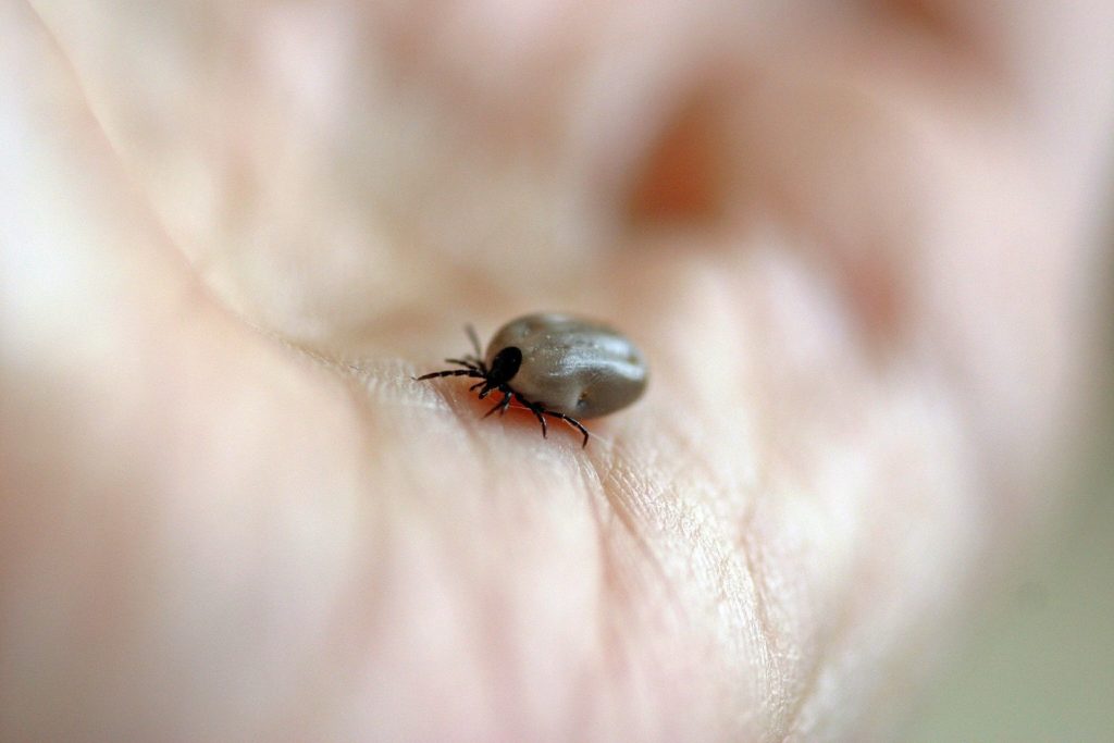 Mulți oameni ajung la spital mușcați de căpușe (Foto: pixabay.com)