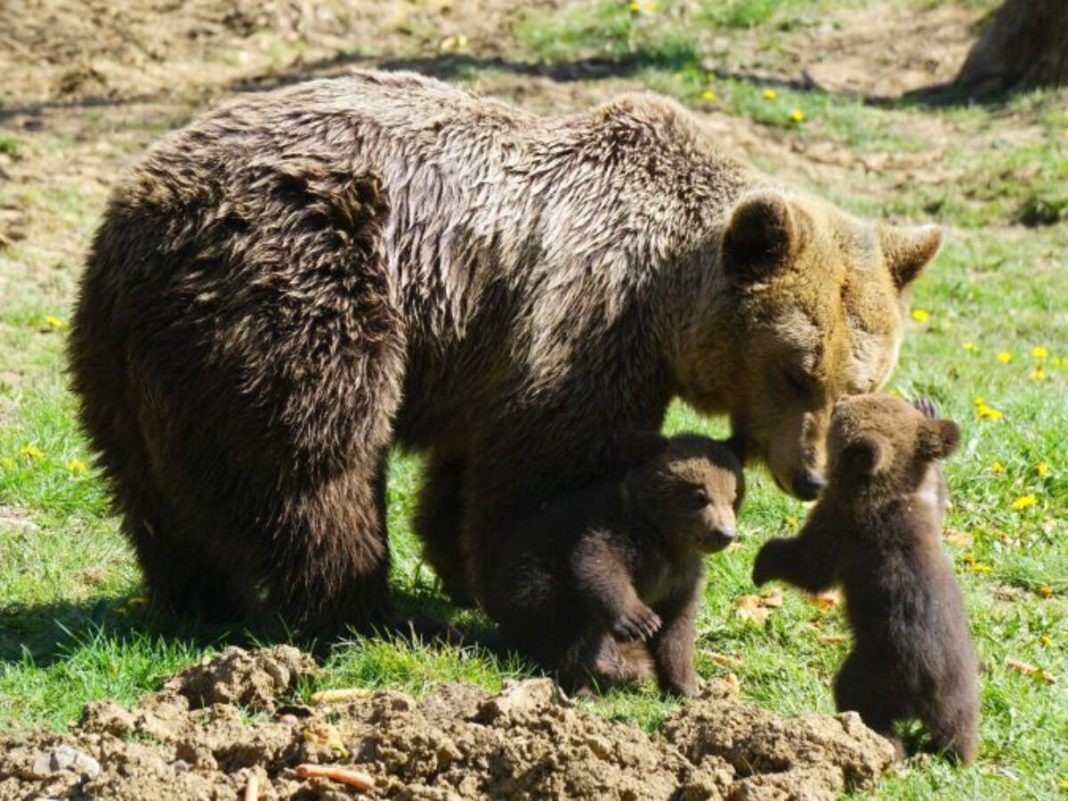 Ministrul Tánczos Barna susține că a oprit orice variantă de aducere a unor persoane străine care să împuște animalele periculoase