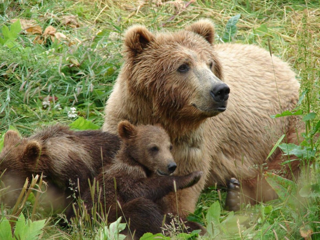O ursoaică și trei pui au intrat într-un magazin din Băile Tușnad