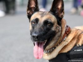 Câinii din armata germană, antrenaţi pentru a detecta persoanele infectate cu coronavirus