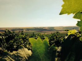 Comisia Europeană a aprobat cererea de înscriere a vinului „Adamclisi” din România în Registrul denumirilor de origine protejate